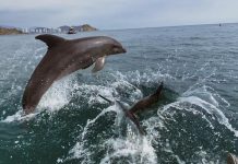 Armada ha retornado a su hábitat a mas de 800 unidades de especies protegidas en lo que va del año armada regreso de especies a su habitat