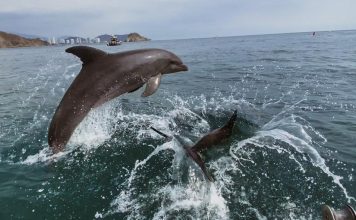 Armada ha retornado a su hábitat a mas de 800 unidades de especies protegidas en lo que va del año armada regreso de especies a su habitat