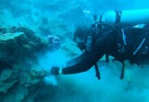 Avanza estudio de arrecifes de coral en el varadero, bahía de Cartagena Corales de arrecife de varadero