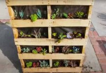 Como crear tu propio jardín vertical con palets (estibas) reciclados Jardín Vertical con palets reciclables o estibas reciclables