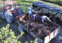 Banco Agrario lanzó su tarjeta débito exclusiva para palmicultores