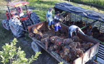 Banco Agrario lanzó su tarjeta débito exclusiva para palmicultores