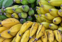 Agroexportaciones llegaron a USD 947 millones en abril de 2024