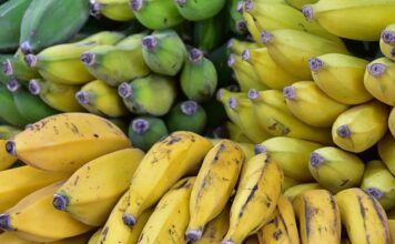 Agroexportaciones llegaron a USD 947 millones en abril de 2024